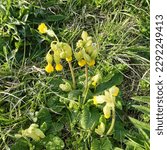Small photo of Primula veris, the cowslip, common cowslip, or cowslip primrose, herbaceous perennial flowering plant in the primrose family Primulaceae in Warden Hills Luton, Bedfordshire
