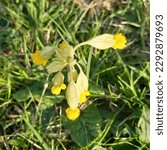 Small photo of Primula veris, the cowslip, common cowslip, or cowslip primrose, herbaceous perennial flowering plant in the primrose family Primulaceae in Warden Hills Luton, Bedfordshire