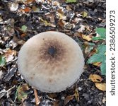 Small photo of Tasty forest wild mushroom edible fungi of Macrolepiota procera, the parasol mushroom, is a basidiomycete fungus with a large, prominent fruiting body resembling a parasol.