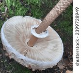 Small photo of Tasty forest wild mushroom edible fungi of Macrolepiota procera, the parasol mushroom, is a basidiomycete fungus with a large, prominent fruiting body resembling a parasol.