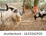 Small photo of A ram with swirling horns. Farming, animal breeding concept.