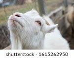 Small photo of The face of a white goat. Farming, animal breeding concept.