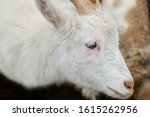 Small photo of The face of a white goat. Farming, animal breeding concept.