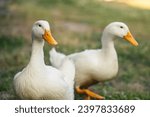 Two white geese stand on green...