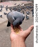 Small photo of Homing Pigeon, Unafraid to leave, Homing Pigeon Pecking its food when offered grains on the hand..