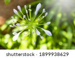 Agapanthus Flower Over Blurred...