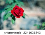Red Rose Over Blurred...