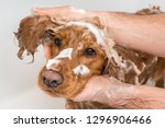 english cocker spaniel dog... | Shutterstock . vector #1296906466