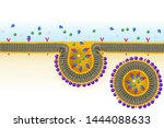 Receptor Mediated Endocytosis....