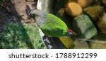 Conure parrot on avery birthbath