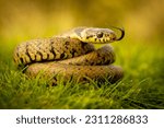 Grass snake basking in the warm ...