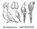 Set Of Sketch Tropical Parrots...