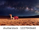 Camel animal is sitting on the sand dune in a desert. Milky Way galaxy and stars in the sky. United Arab Emirates