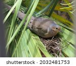 A dove's nest in a palm tree as ...