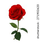 Red Rose Isolated On White...