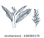 strelitzia  heliconia flower. ... | Shutterstock .eps vector #638384170