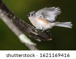 Tufted Titmouse About To Take...