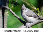 Young Tufted Titmouse Perched...