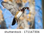 Male Wood Duck In Flight