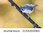 Tufted Titmouse Perched On An...