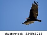 Turkey Vulture Flying In A Blue ...