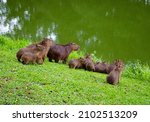 Capybara Family In Their...