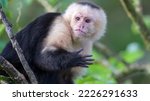 Panamanian white faced capuchin ...