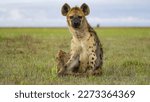 Spotted hyena  crocuta crocuta  ...