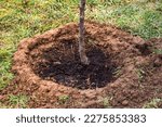 Small photo of Creation of a basin around a freshly planted tree trunk to facilitate watering