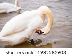 white swan cleans feathers in a ... | Shutterstock . vector #1982582603