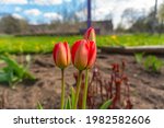 red orange tulips grow in the... | Shutterstock . vector #1982582606