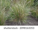 Small photo of Closeup of the grass Helictotrichon decorum.