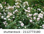 Small photo of Close up of garden rose Rosa Geoff Hamilton seen ourtdoors.