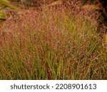 Close up of the perennial ornamental grass Panicum virgatum Shenandoah with the linear leaves changing burgundy in late summer.