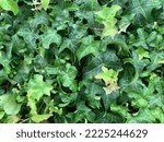 Small photo of Close up of the curly shaped evergreen leaves of the perennial garden climbing plant Hedera helix Manda's Crested.