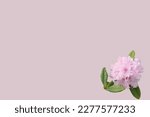 Pink rhododendron flower in the ...