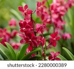 Small photo of Closeup of the flowering plant and red flower Orchid Dinah Shore.