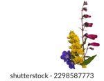 Small photo of Closeup of a flower arrangement on one side of a wide background of the flowers of Lysimachia punctata, penstemon and geranium Rozanne.