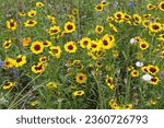 Small photo of Closeup of the yellow flowering annual garden plant coreopsis tinctoria seen in a wildflower meadow in summer.