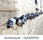 Pigeons In A Row On Ancient...