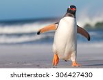 Gentoo Penguin Walking On The...