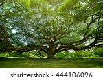 Large Samanea Saman Tree With...