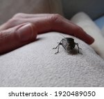 Small Mottled Shield Bug On A...