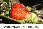 Small photo of Red green strawberry with small voracious hungry snail . Snail on grown food in the garden . Pests at work . Snail eating yummy strawberry . Pest in the herb and berry garden. Animal crop destruction