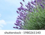 Full Blooming Lavender With...