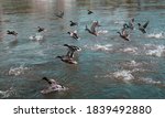 Flock Of Ducks Fying. Autumn...
