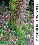 Small photo of A charred tree presents new signs of life as moss flows over the roots and up the stump while elegant white flowers bedazzle the forest floor