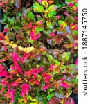 Small photo of creeping ornamental plant with wani color leaves