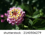 Colorful Hedge Flower Lantana...