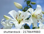 Small photo of White Madonna Lily. Lilium Candidum flower on blue background. Easter Lily flowers greeting card with copy space. Valentines day. Mothers day. Liliaceae. White Lilium Longiflorum with dewdrops